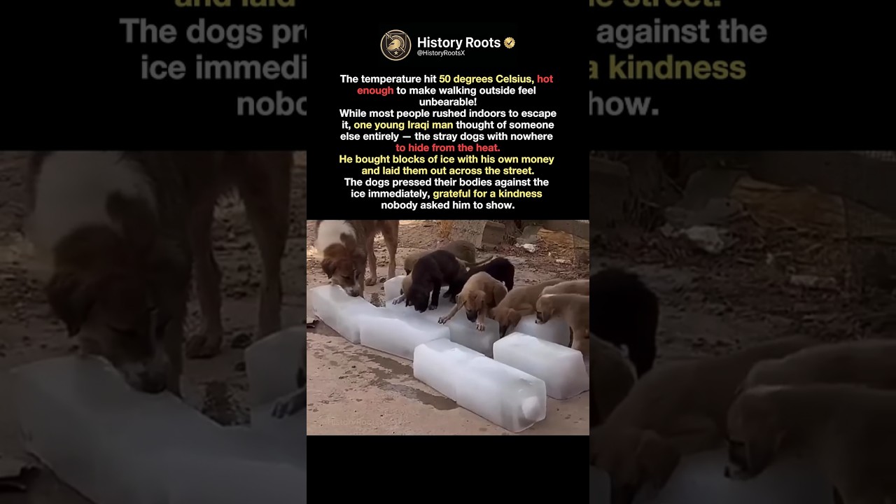 These Dogs Had Nowhere to Hide 🧊🐶