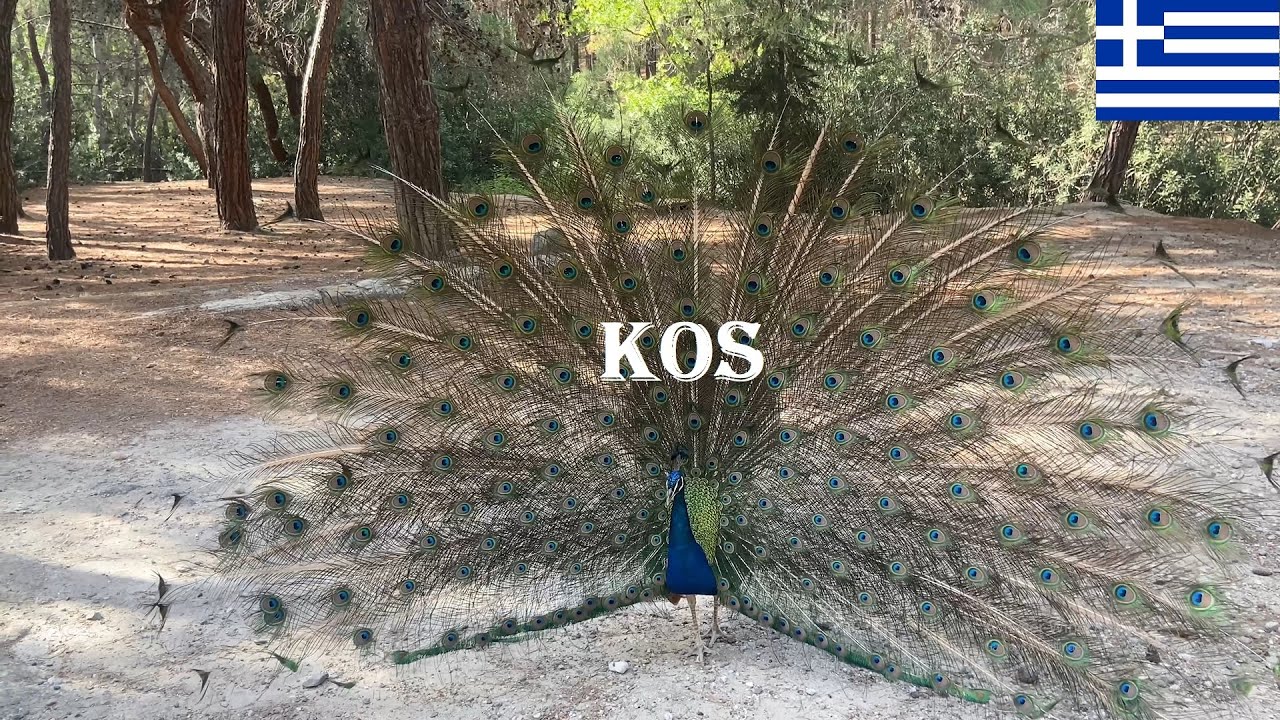4K | Driving to Plaka Forest a Relaxing Spot with Peacocks in Kos on the way to Kefalos | Greece