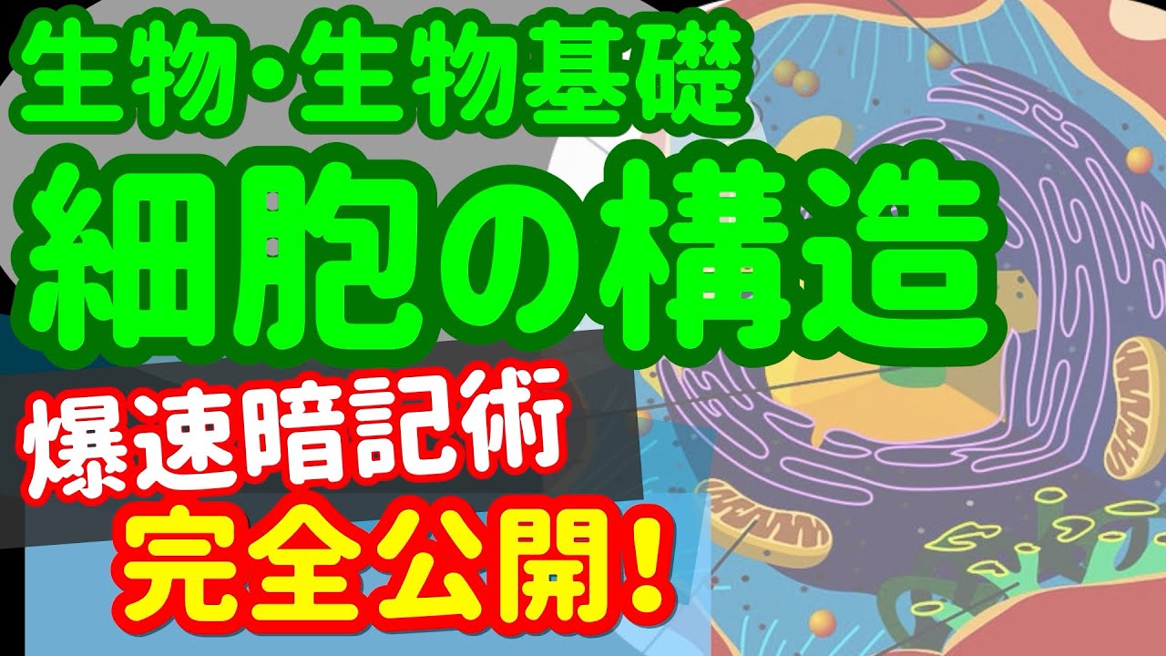 【生物基礎 1】細胞【細胞小器官】を宇宙一わかりやすく