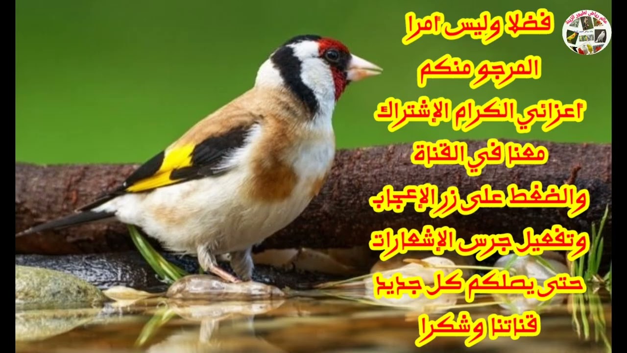 5 ساعات من تغريد الحسون المتواصل لتعليم فراخ الحسون والهجين
