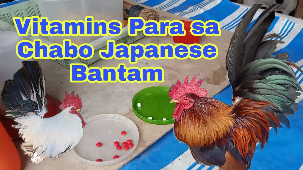 Vitamins Para sa Mga Alaga nating Chabo Japanese Bantam Chicken.