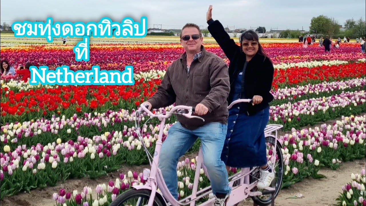 ชมทุ่งดอกทิวลิปที่ Netherland #keukenhof  #TheTulipBarn
