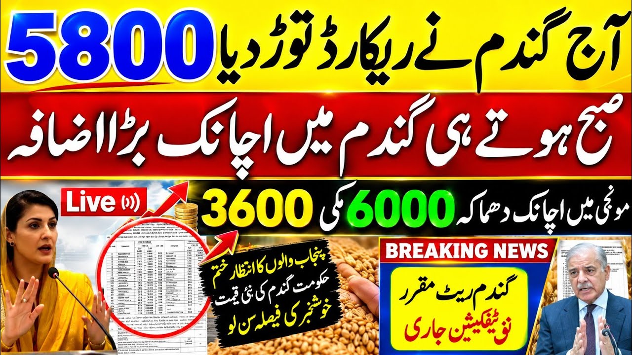 Today Wheat price in punjab//گندم کا ریٹ2026/munji makki till sarso/Galla mandi rate today 2026