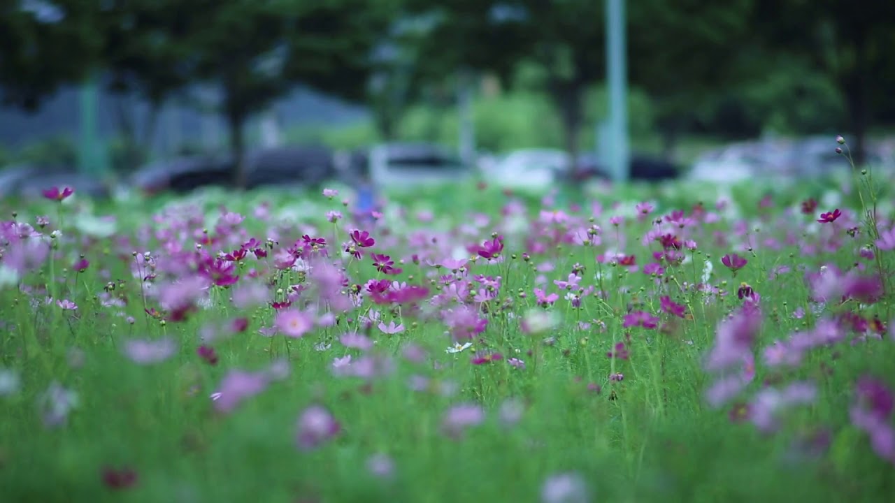 #Xenia B - Of Flower Field