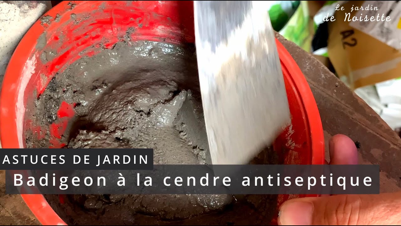 Traiter vos arbres avec un Badigeon à la cendre antiseptique