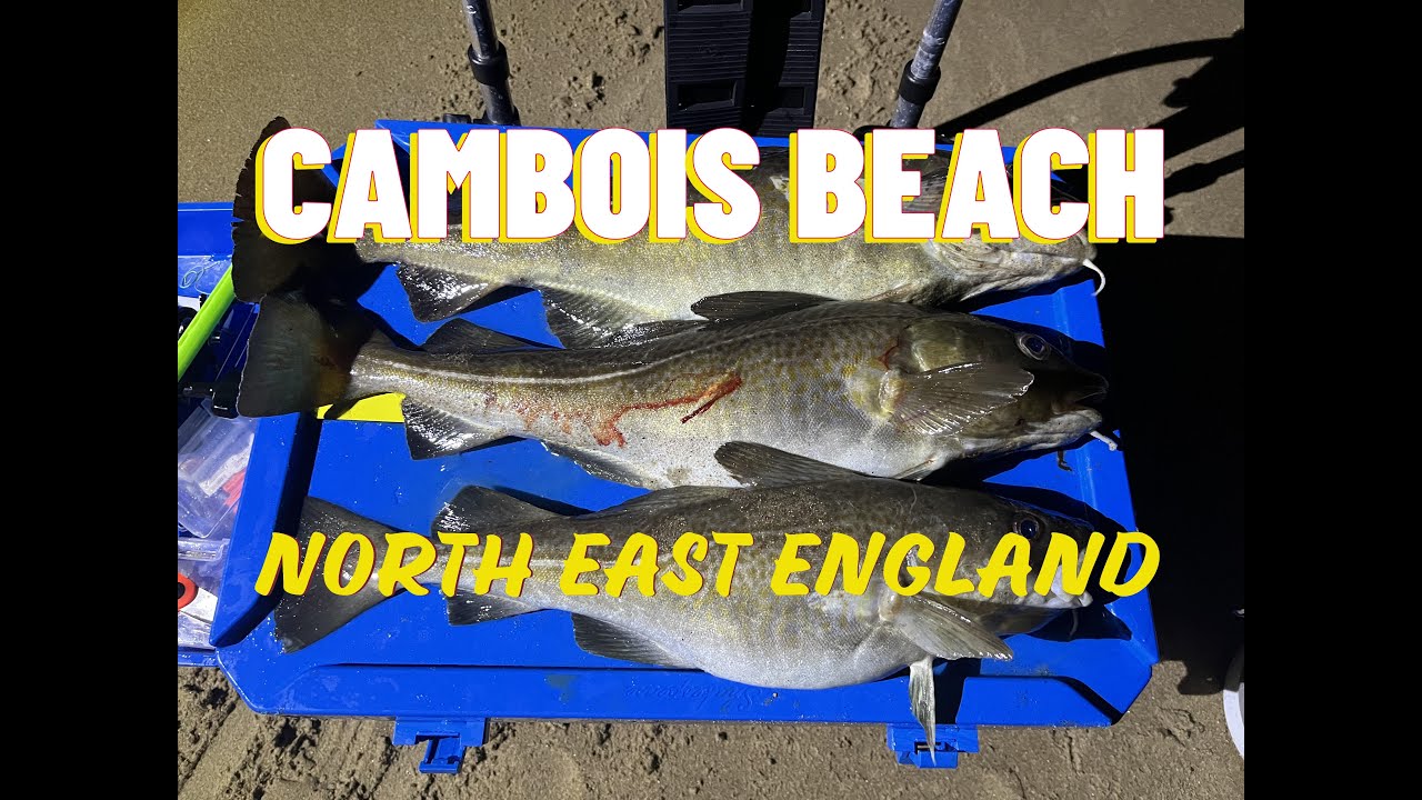 NORTH EAST COD FISHING On Cambois Beach | Big Baits | Northumberland