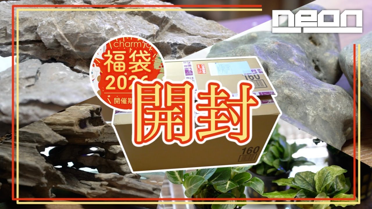 【charm福袋2026】超お買い得だった石に、流木に、水草に…、一気に開封していきます！【 ne0n 】 #アクアリウム