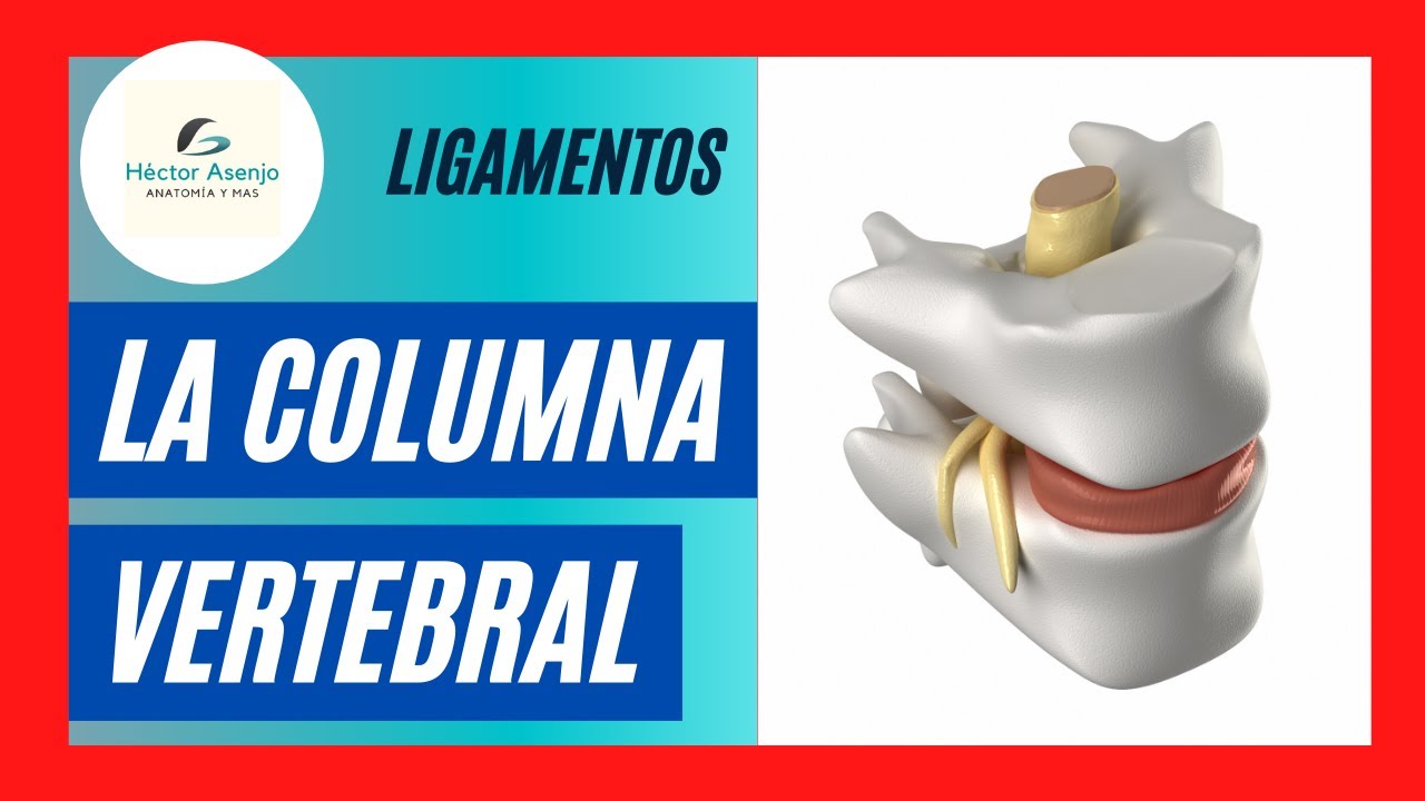 LIGAMENTOS de la COLUMNA vertebral, ‼️qué FÁCIL