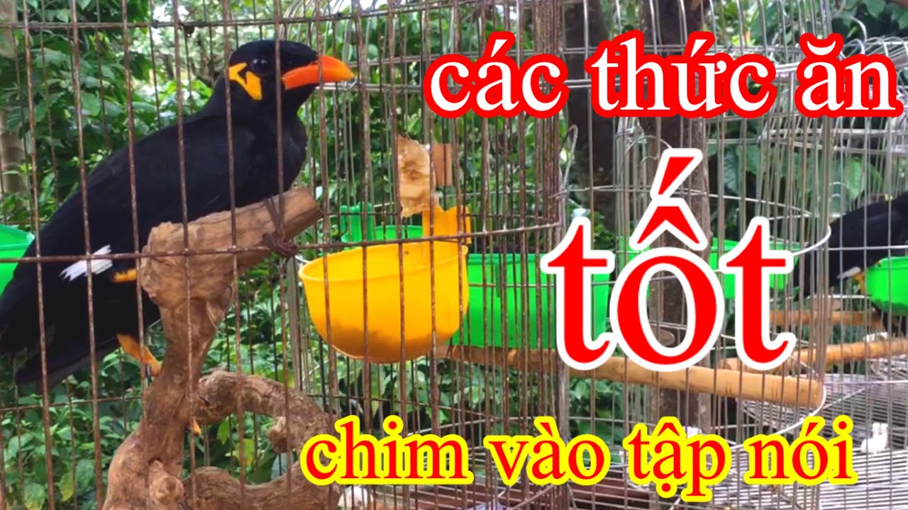 chim biết n&oacute;i✅nhồng yểng h&oacute;t✅những thức ăn dạy chim n&oacute;i @CHIMNHỒNGVIỆTNAM