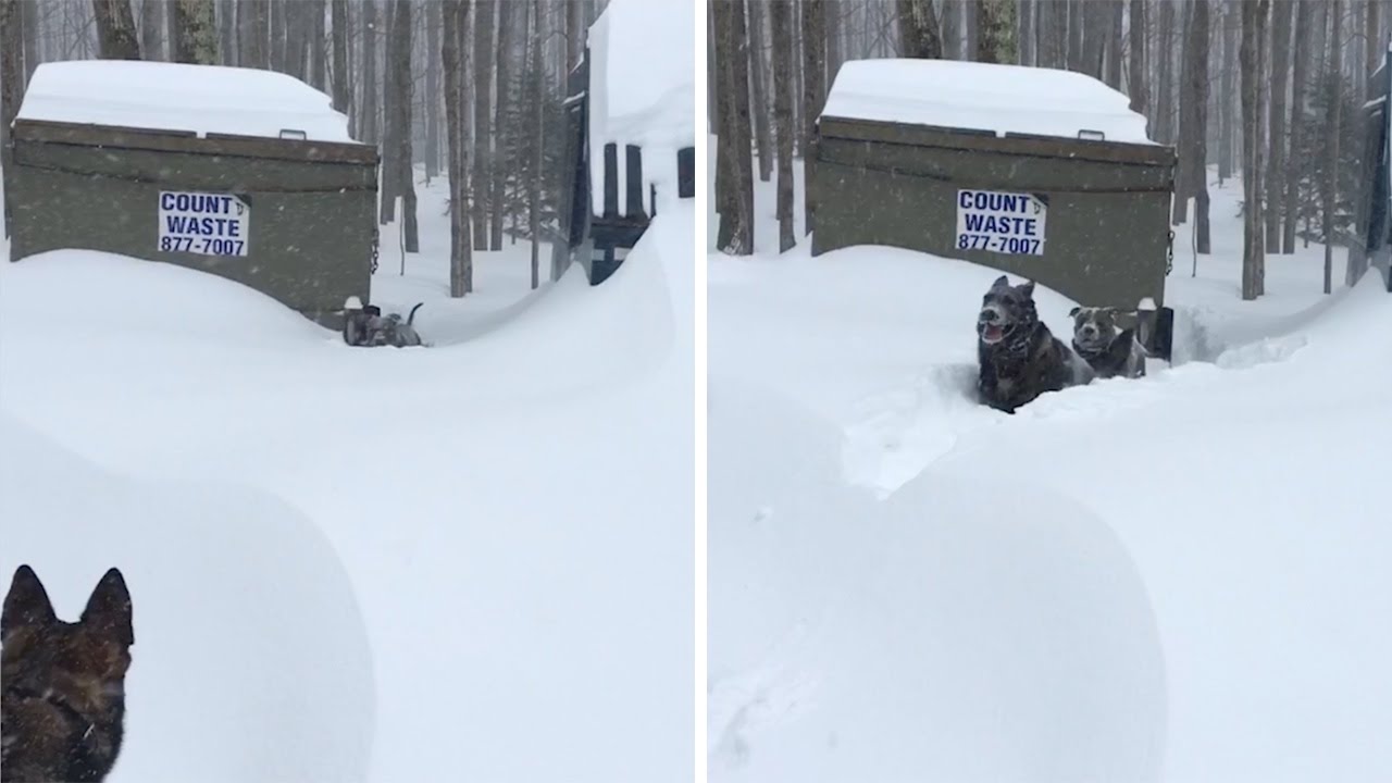 German Shepherd rescues Friend Stuck In Snow