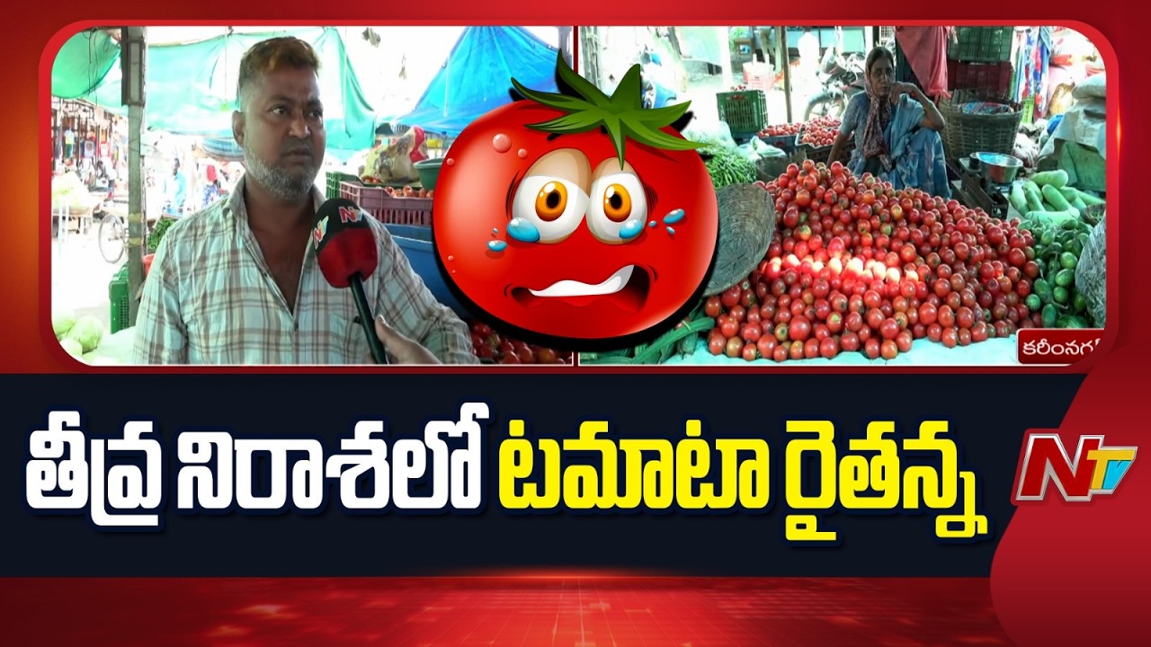 Tomato Price: పతనమైన టమాటా ధర.. తీవ్ర నిరాశలో వ్యాపారాలు | Karimnagar | Special Report | NTV Telugu