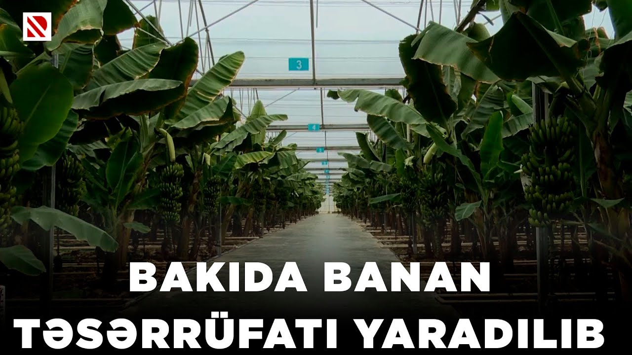 Bakıda banan təsərrüfatı yaradılıb - İlkin mərhələdə 10 hektar ərazidə 18 min banan ağacı əkilib