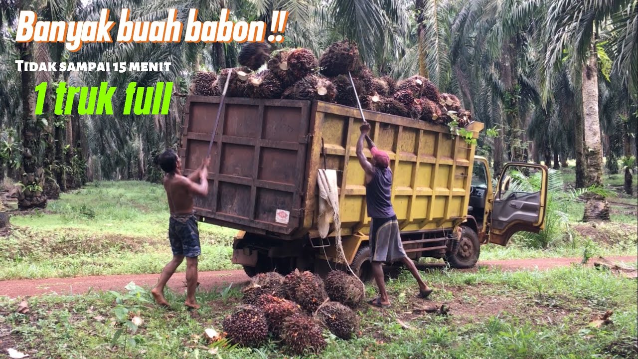 Banyak !!! Buah babon babon