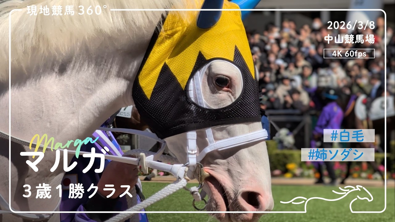 [ 白毛一族 ] マルガ｜3歳1勝クラス パドック/レース｜2026/3/8 中山競馬場｜4K/60fps