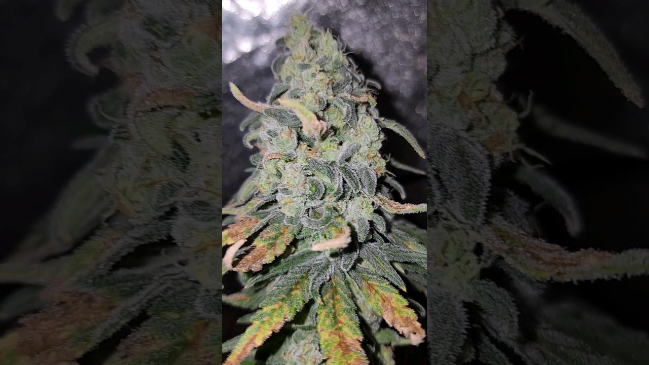 Lemon Sour Diesel #shorts