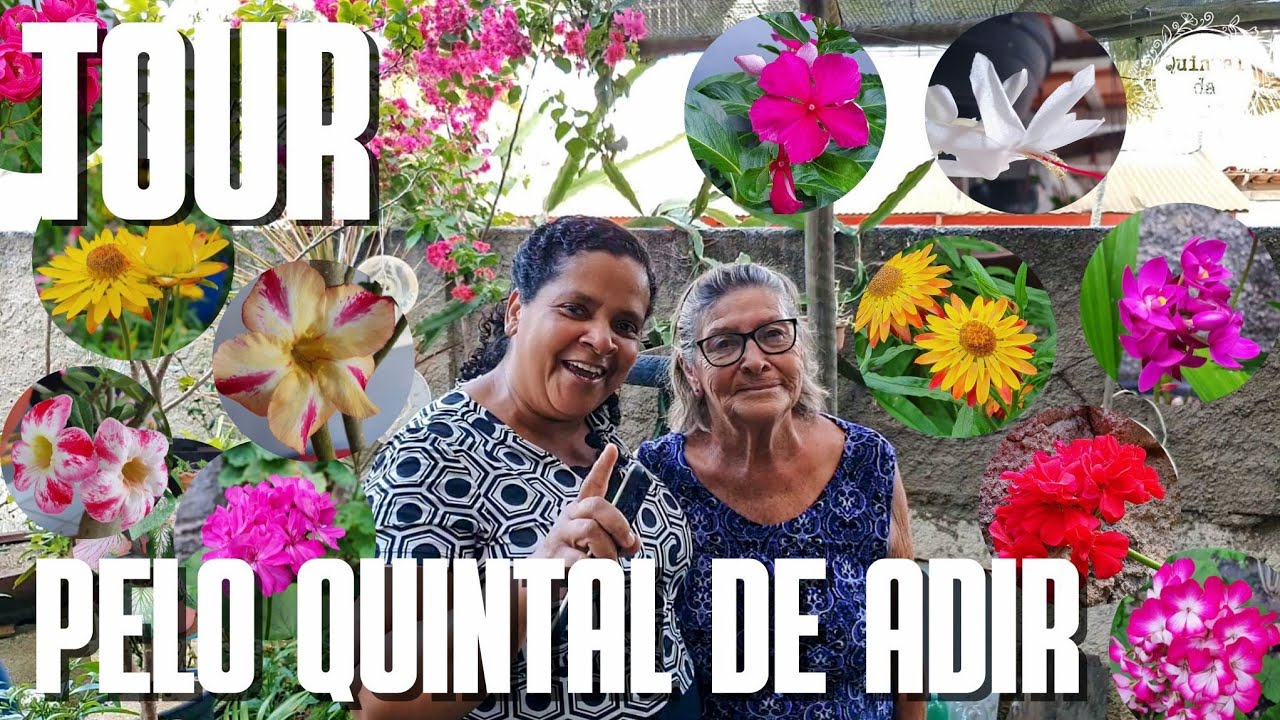 TOUR PELO QUINTAL DE ADIR | Quintal florido | flores sempre vivas, antúrio e outras