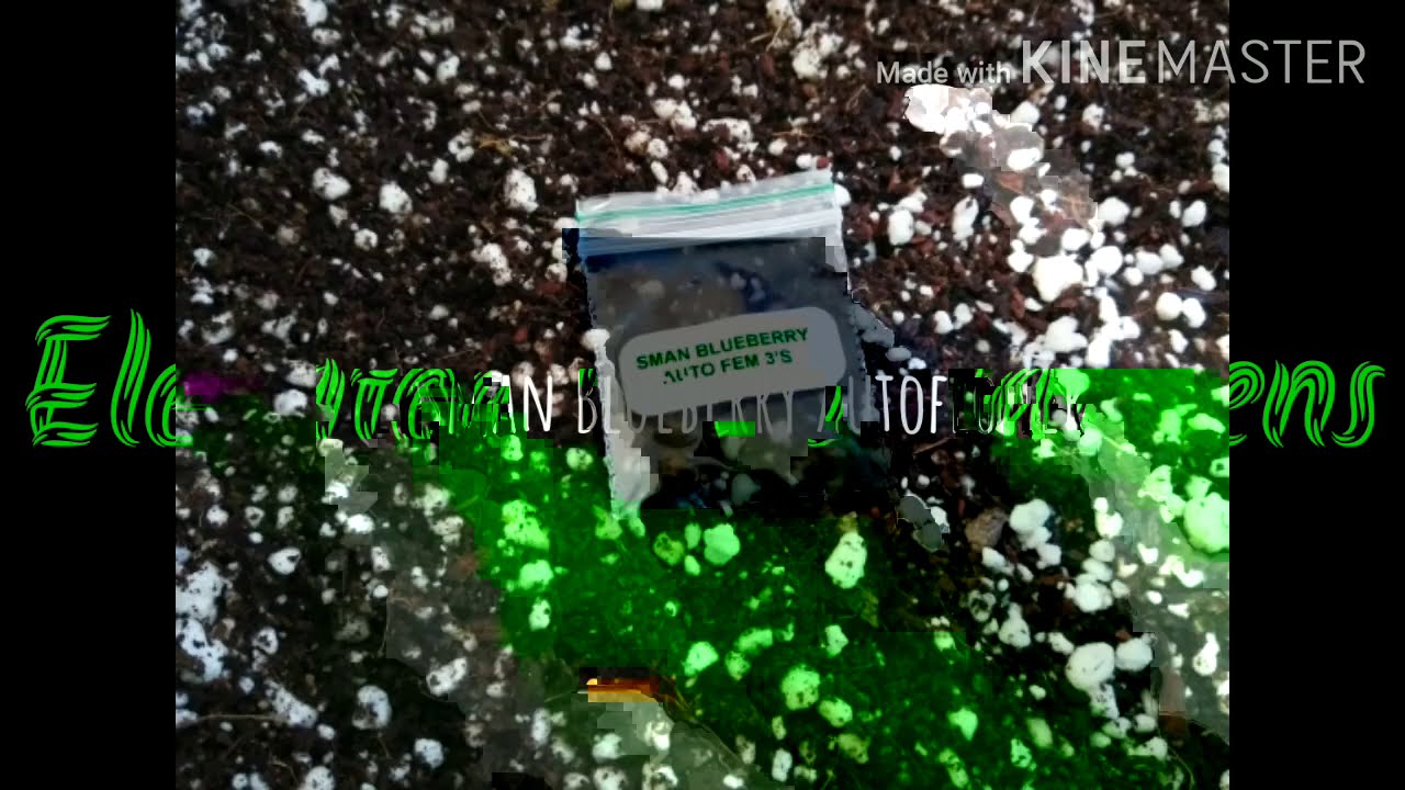 Seedsman Blueberry Autoflower