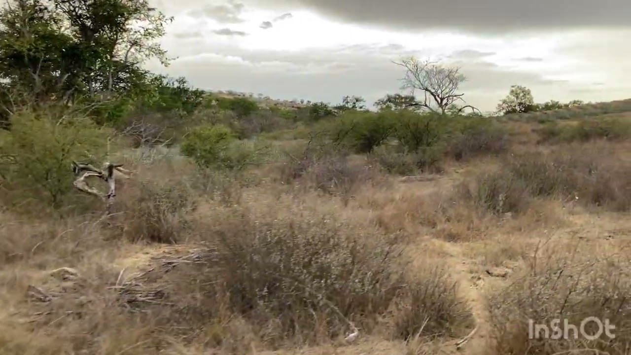 Voces por la barranca piedra panela 
