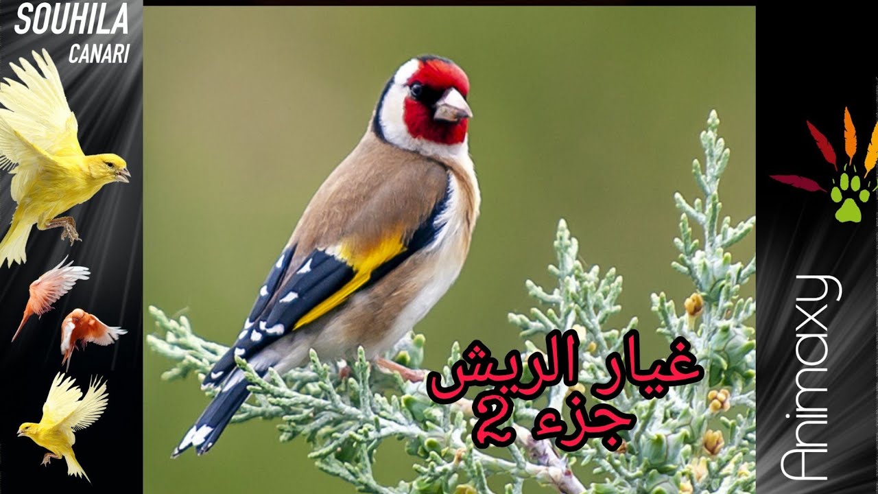 البرنامج الأسبوعي الخاص بمرحلة غيار الريش للحسون والكناري