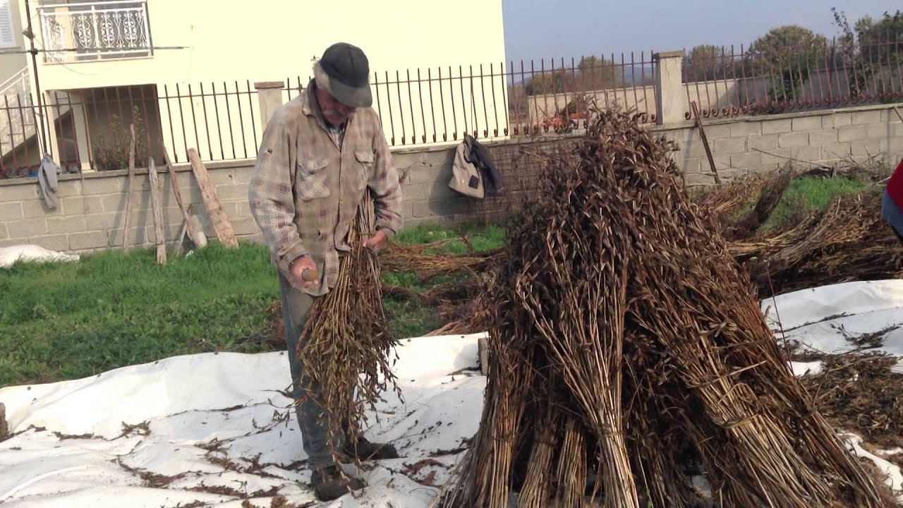 Sesame collecting - Lemnos Greece