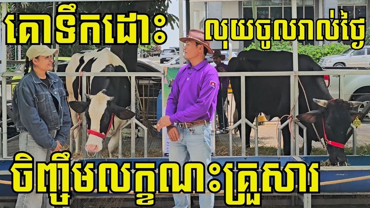 មិនចាំបាច់ដើមទុនរាប់ម៉ឺនដុល្លារ គោទឹកដោះអាចចិញ្ចឹមជាលក្ខណៈគ្រួសារ រូបចំណូលបានរាល់ថ្ងៃ 