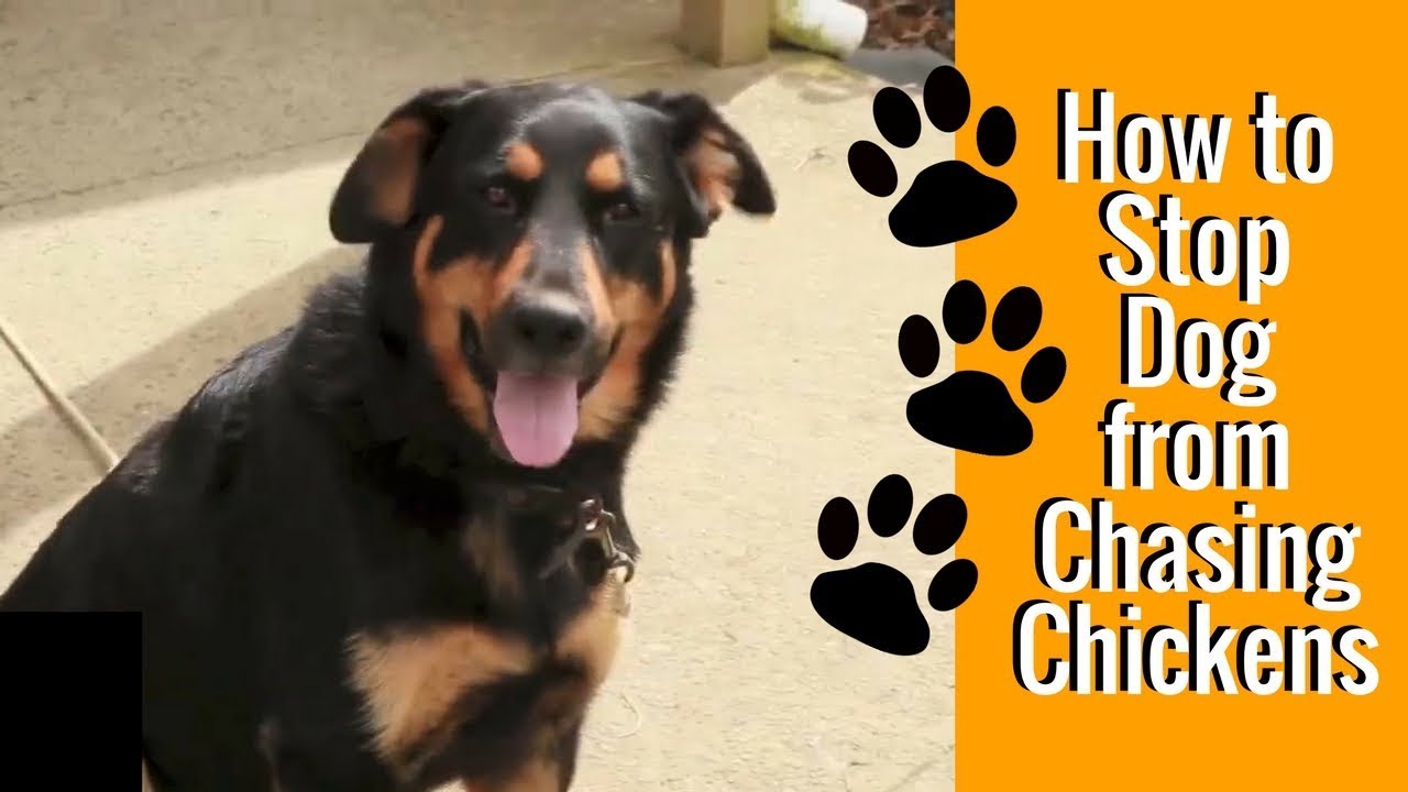 Chicken Attacked by Dog: How to Stop Dog from Chasing Chickens
