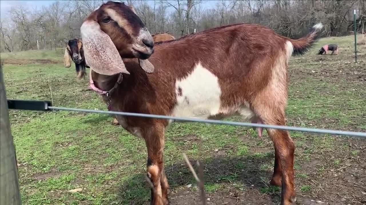 Police called after goat screams like human