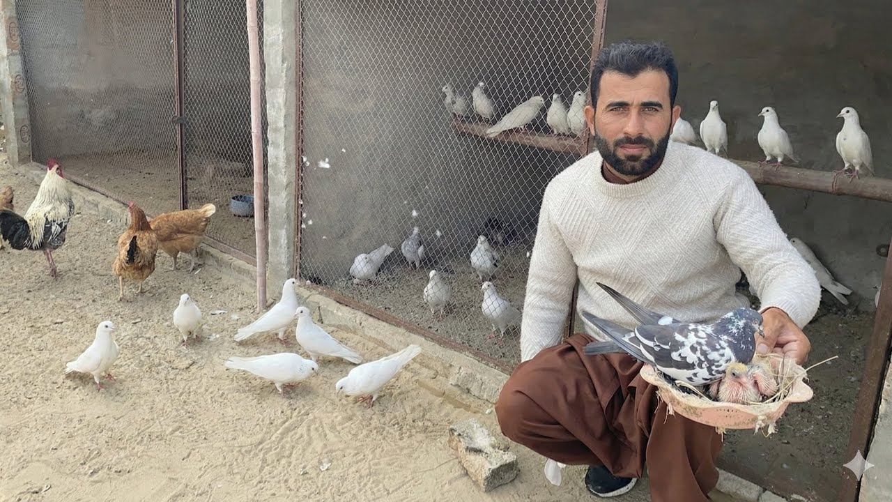 Kabotar na bachy nikal Liy🕊️Pigeon Hatched Very Cute Babies 🐣 Pets Lover in Punjab 