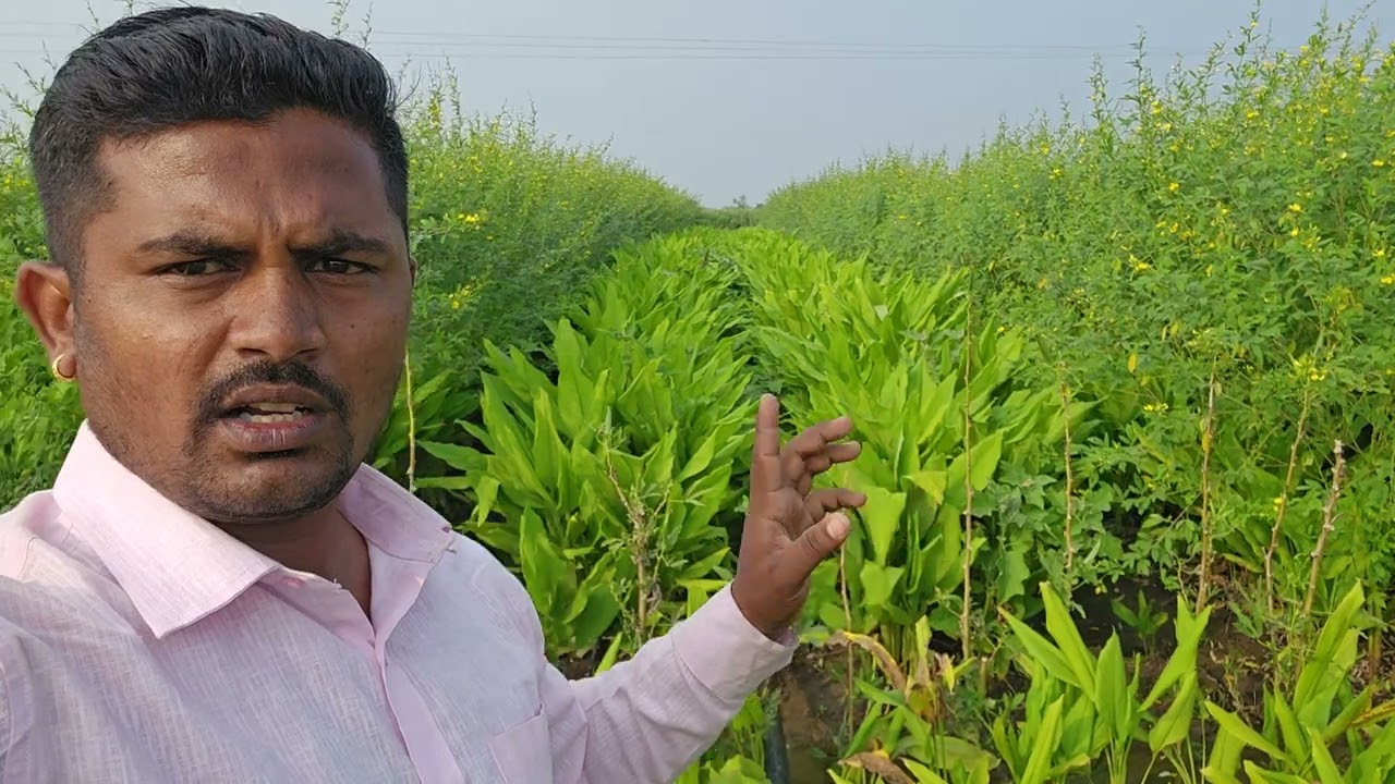 Aanokha Prayog Haldia (Turmeric) 🫚🫚 aur Tur(Arhar) 🌿 Intercrooping