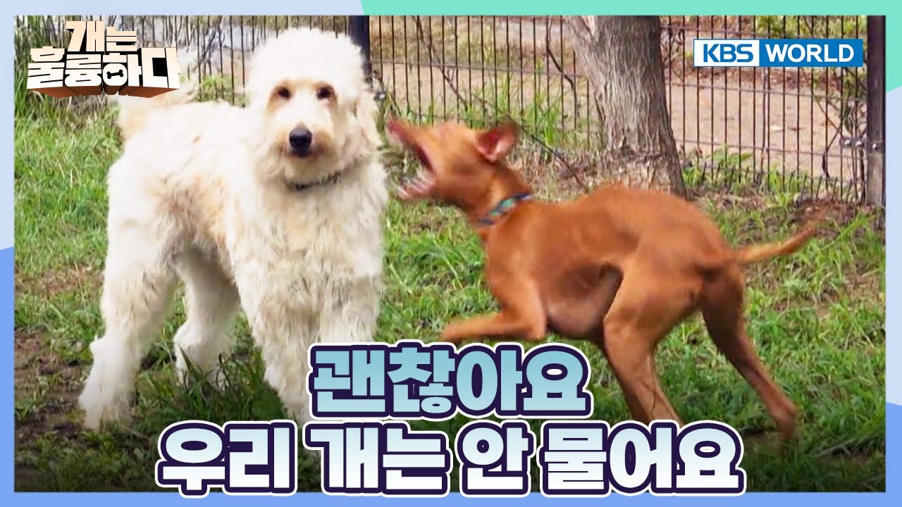 Don't Worry She Doesn't Bite!🐕 [Dogs Are Incredible:Ep.1-1] | KBS WORLD TV 251118