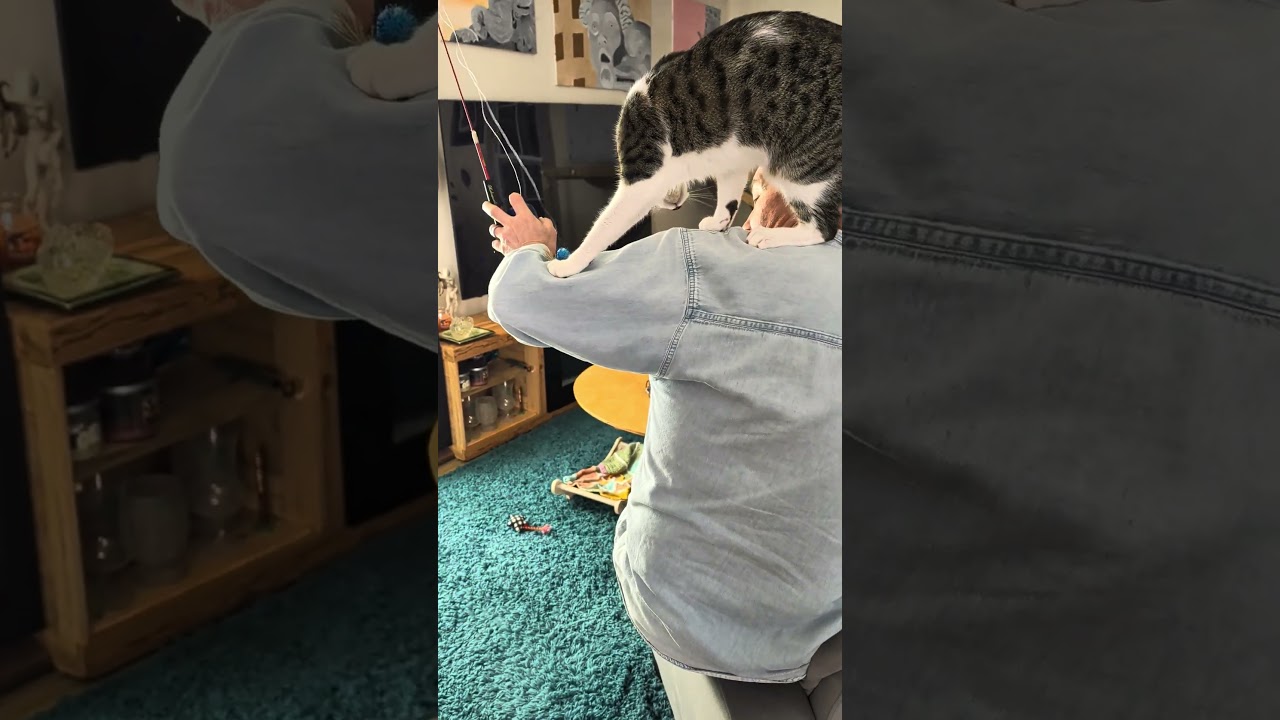 1.800.KITTEN Extra Super Playtime Sunday!