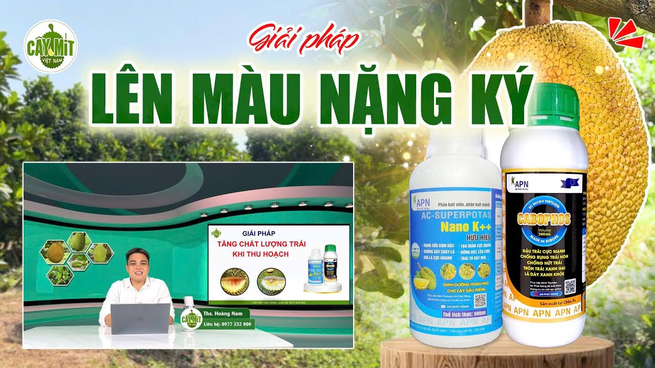 CÔNG THỨC LÊN MÀU - NẶNG KÝ #caymitvietnam #kythuattrongmit