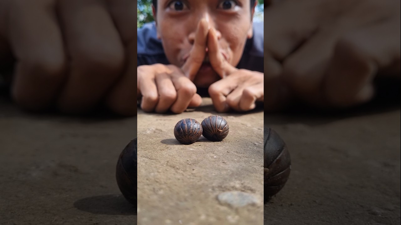 Cute Giant African Pill Millipedes #shortvideo #pillmillipede