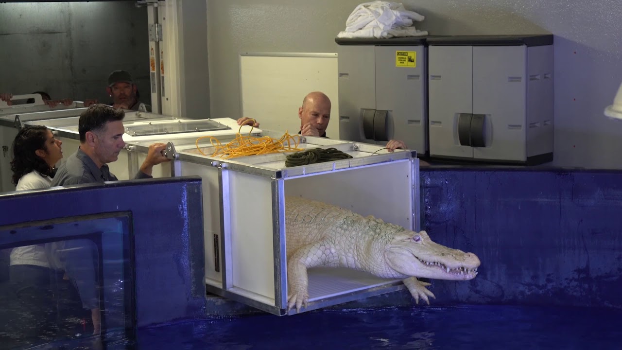 Caring for Claude | California Academy of Sciences