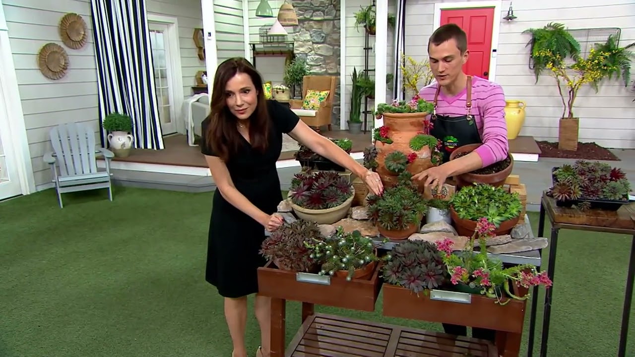 Roberta's 6-Piece Hardy Hens and Chicks Sempervivums Live Plants on QVC