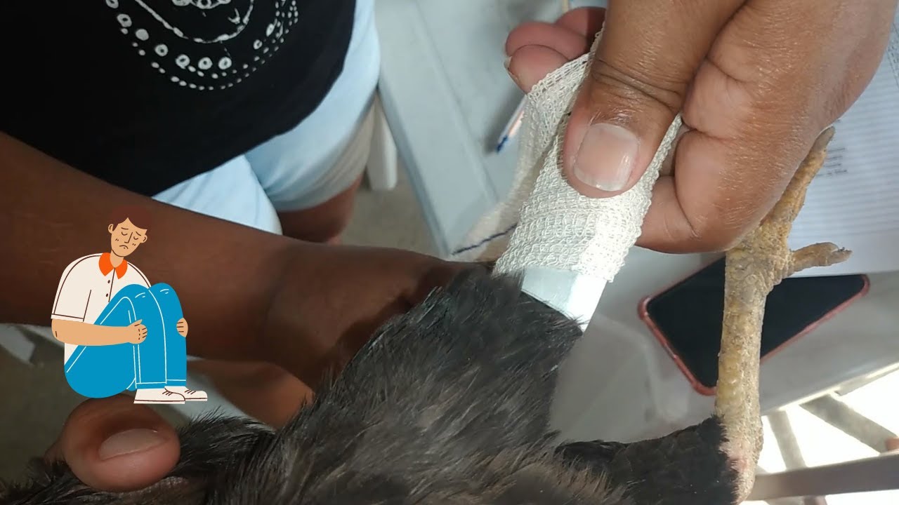 Minha Galinha quebrou a perna😥