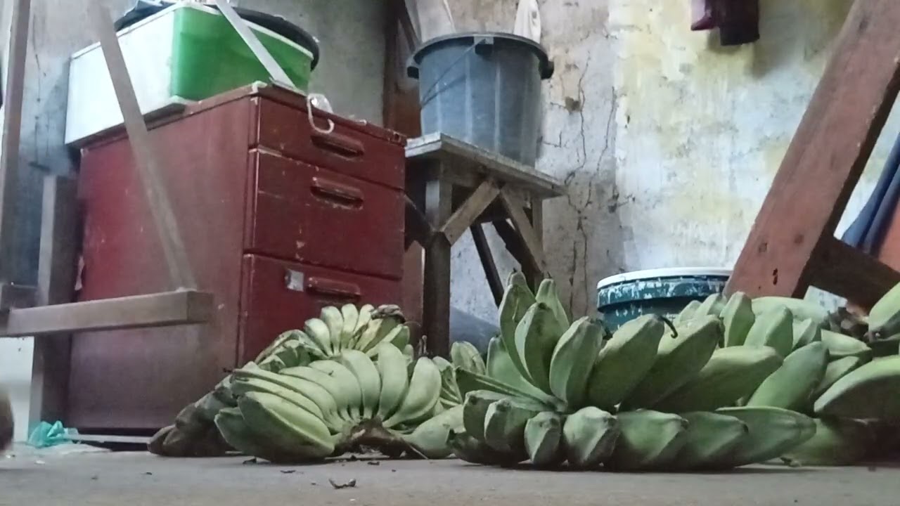 Harvest time ng saba mnga idol 