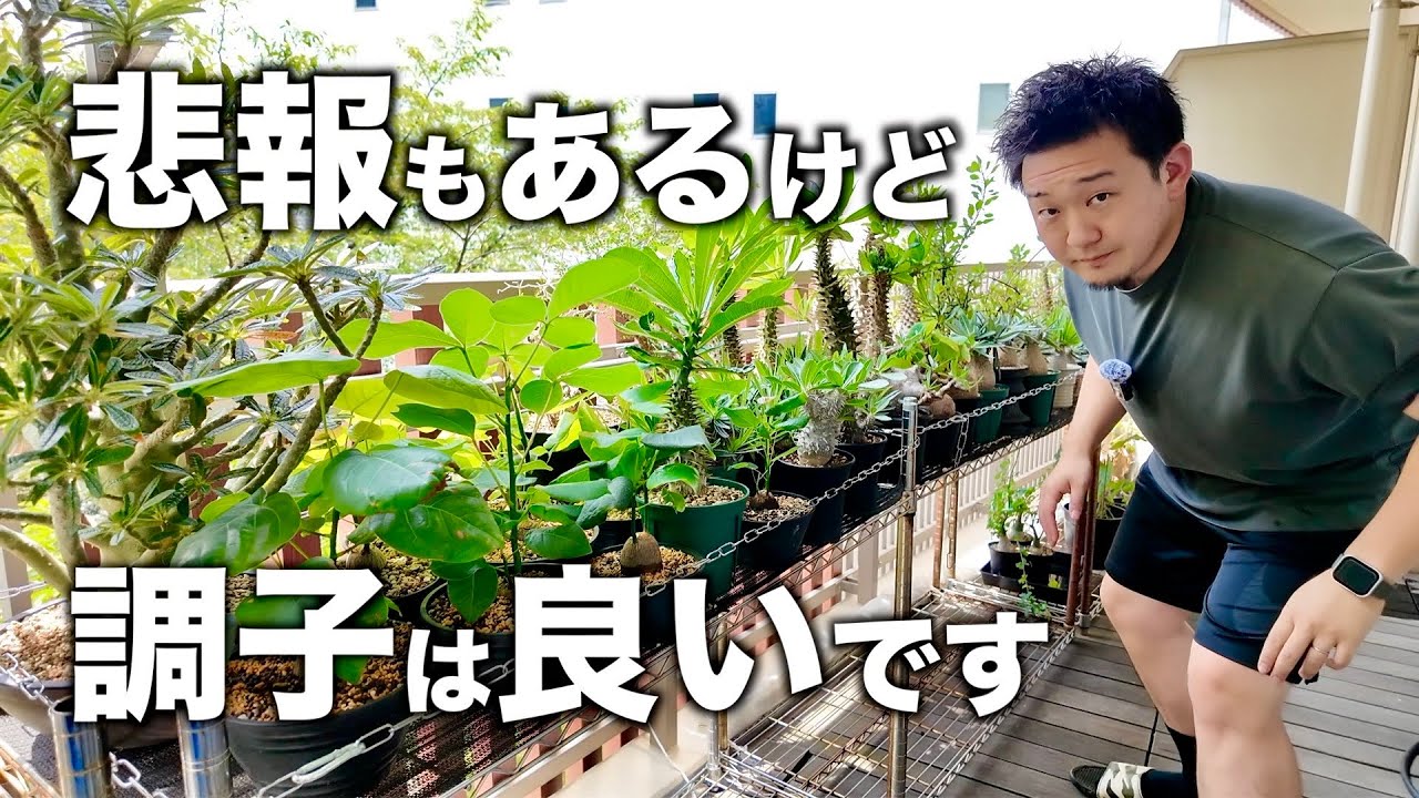 【塊根植物】8月のベランダ状況と真夏の管理、月刊アンボンゲンセ