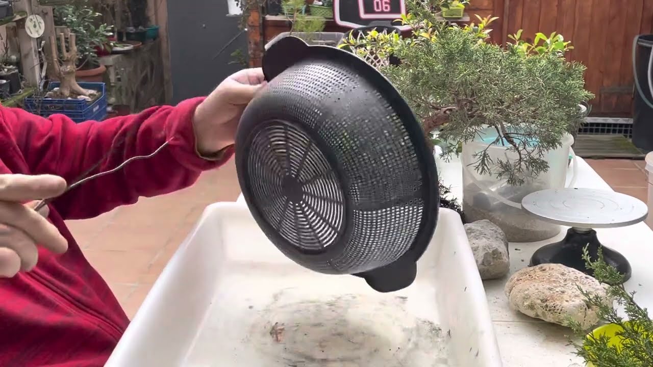 🌿  Transplante de un Junipero  Itoigawa Con  poda