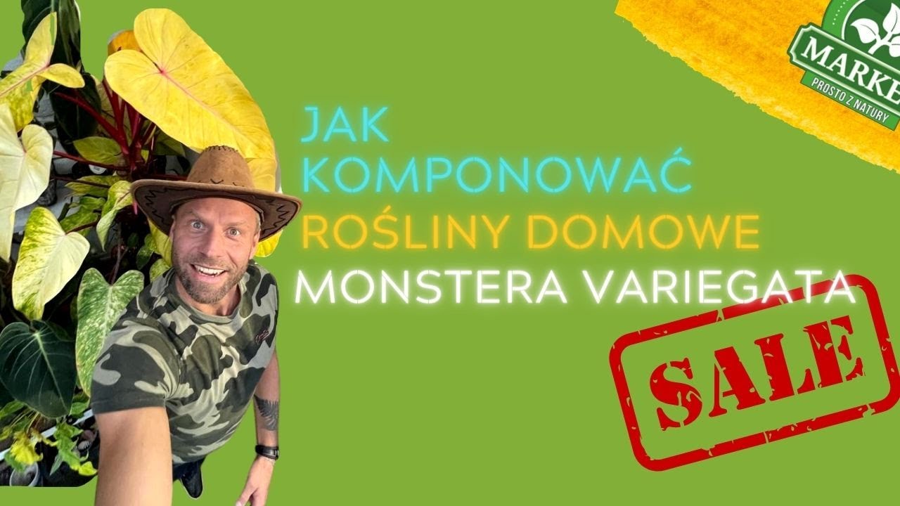 JAK KOMPONOWAĆ ROŚLINY DOMOWE🌿,sprawdzone kwiaty domowe i MONSTERY VARIEGATA🔥