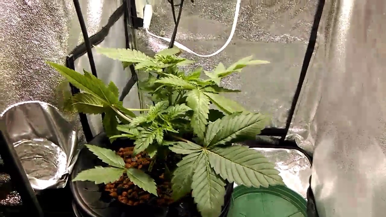 Purple Bud 1