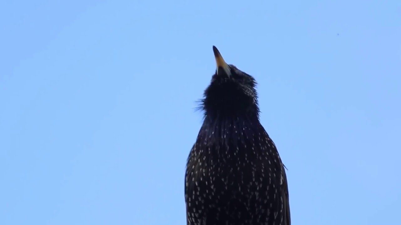 Starling sings mating song