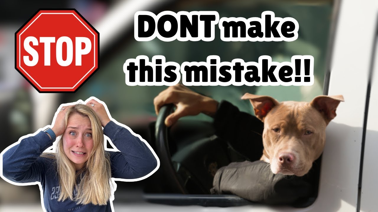 Is Your Dog Safe in the Car? (Most Aren’t!)