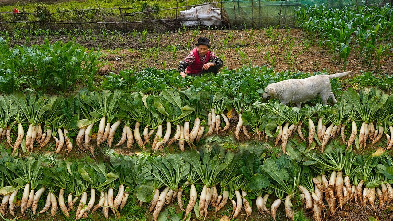 太少见了！，阿婆用100Kg萝卜打造萝卜腩，好吃得停不下来｜How to preserve 100kg of white radishes | #radish #萝卜｜玉林阿婆