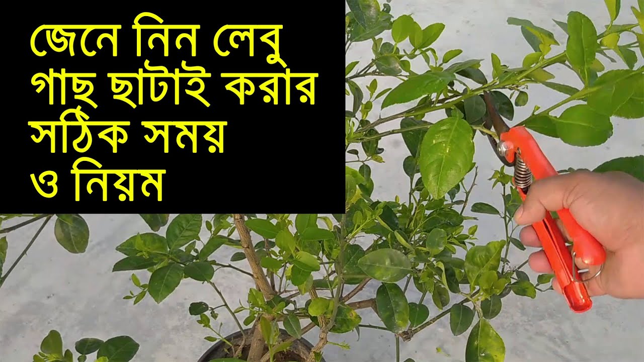 লেবু গাছের ডাল ছাটাই করার পদ্ধতি | pruning lemon tree | pruning citrus trees in pots