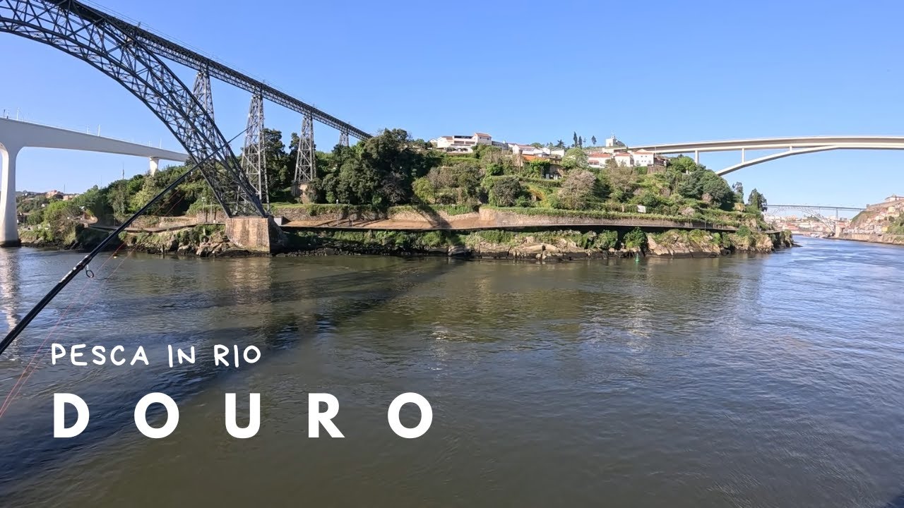 Pesca in Rio - DOURO parte 1 - Robalo, o peixe vermelho do rio douro😉