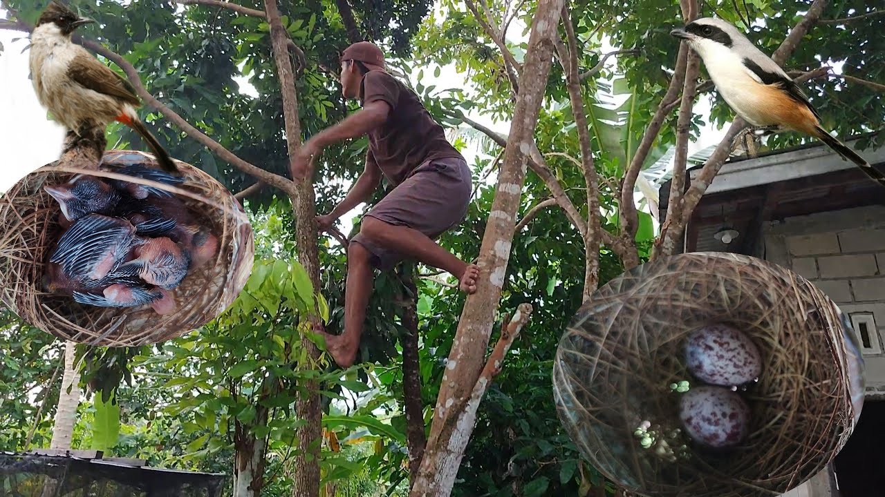 Ga usah cari Sarang burung  ini di samping rumah,dan sarang burung cendet berdekatan di kebun