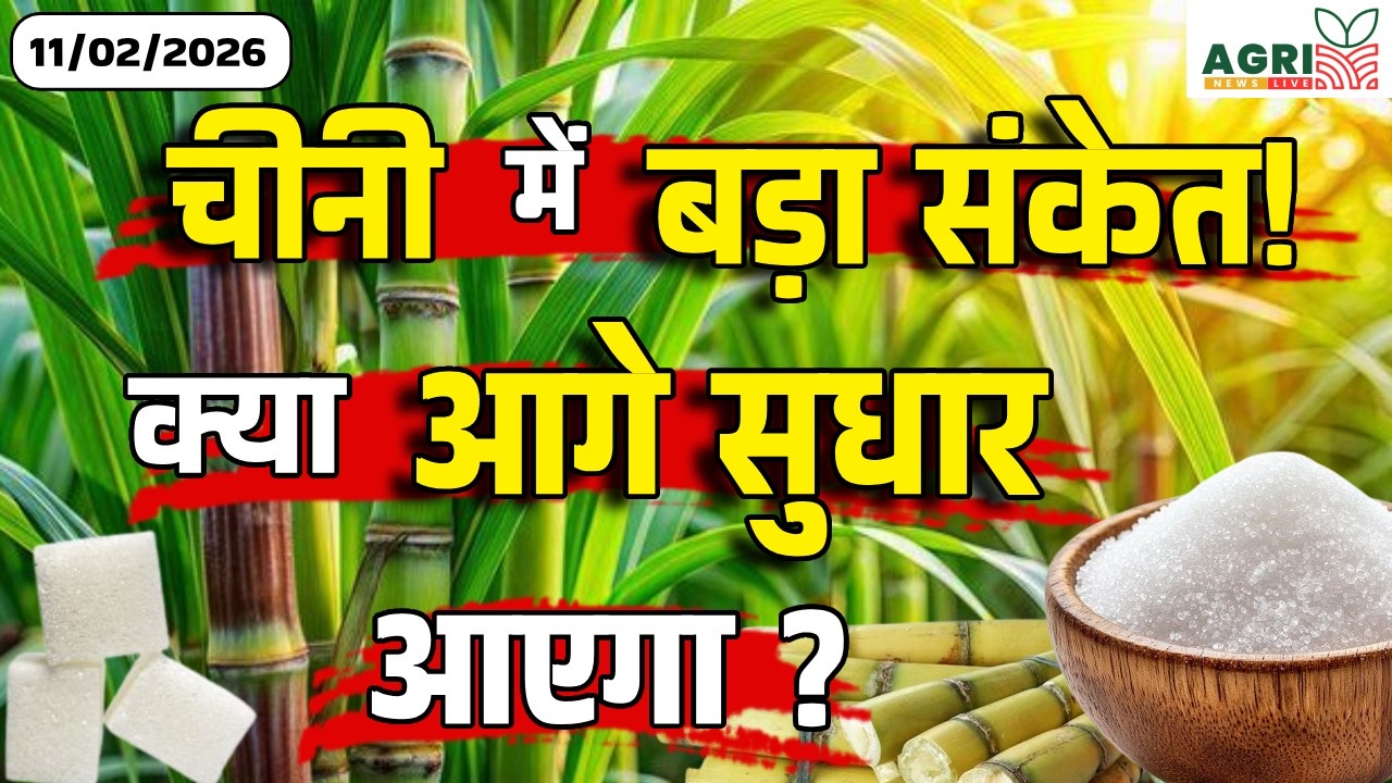 आज का चीनी भाव: चीनी में सुधार आएगा? बड़ा संकेत | NewsMarkets24