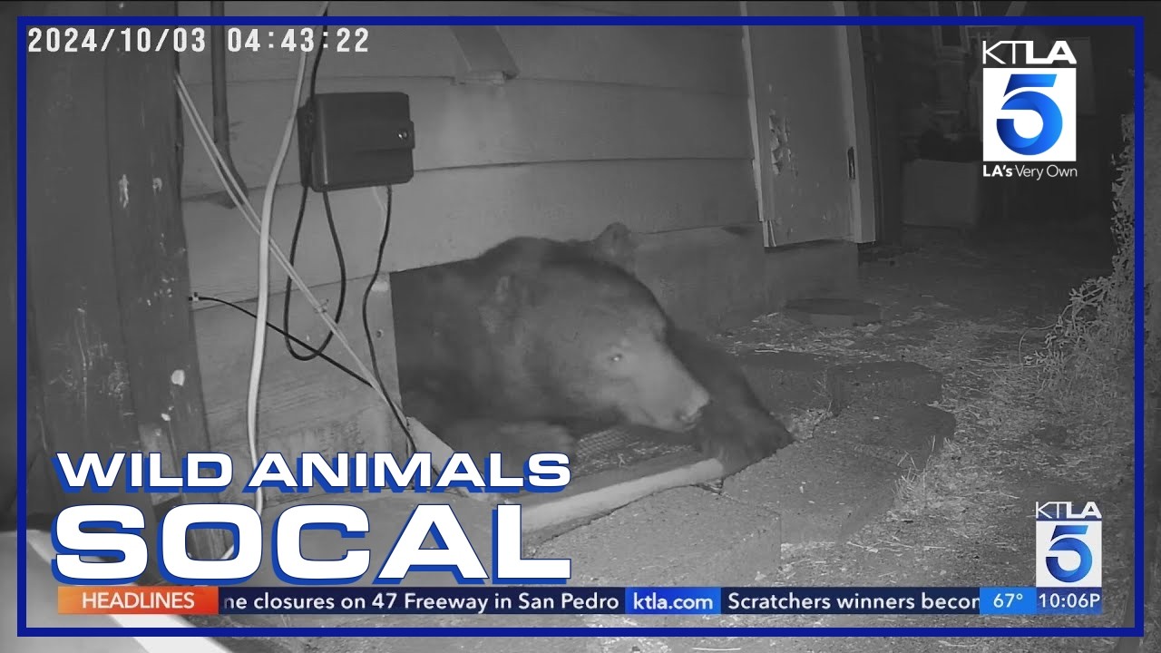 Bear living under Monrovia home | Wild Animals SoCal