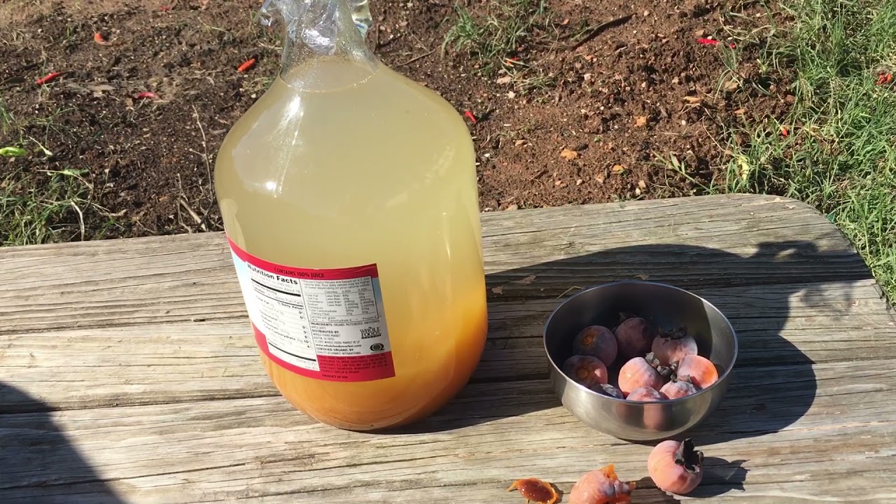 American Persimmon Wine 🍷 / Beer 🍺